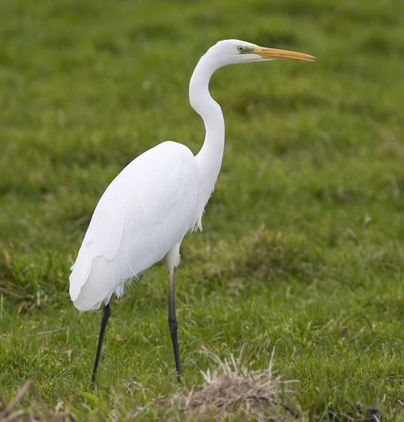 Grotezilverreiger051207